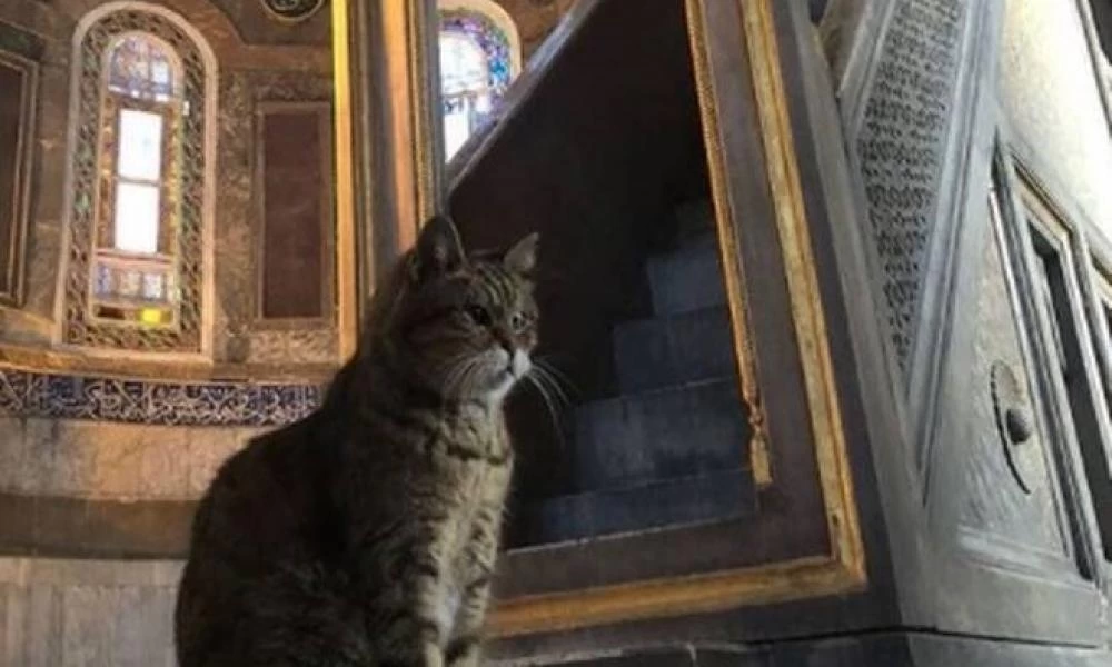 Τουρκία: Πέθανε από γηρατειά η Γκλι, η γάτα της Αγίας Σοφίας